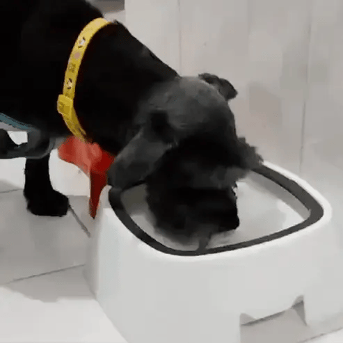 Bebedero Antisplash para Mascotas — Sin Derrames ni Bigotes Mojados